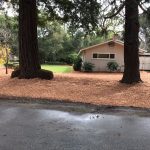 yard with two trees